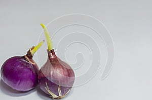 Young Germinated Red Onions Bulb With Roots On White Isolated Background With Copy Space.