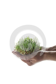 Young germinating wheat grains with droplets of rose in hand, isolated on white background