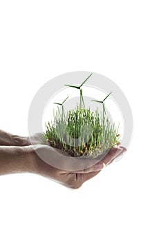 Young germinating wheat grains with droplets of rose in hand, on white background