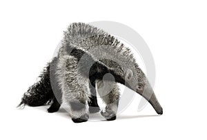 Young Giant Anteater against white background