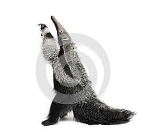 Young Giant Anteater against white background