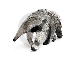 Young Giant Anteater against white background