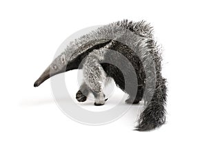 Young Giant Anteater against white background