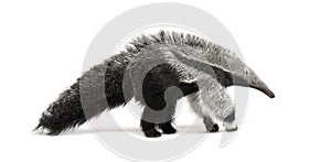 Young Giant Anteater against white background