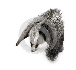 Young Giant Anteater against white background