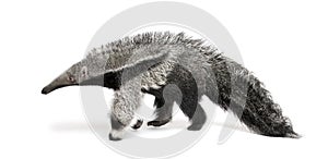 Young Giant Anteater against white background