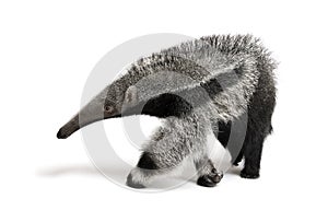 Young Giant Anteater against white background