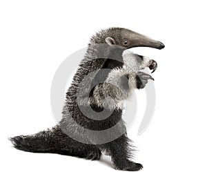 Young Giant Anteater, Myrmecophaga tridactyla, 3 months old photo