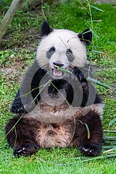 Young giant panda