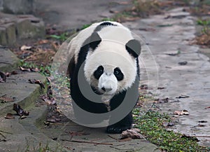 Young giant panda bear walking