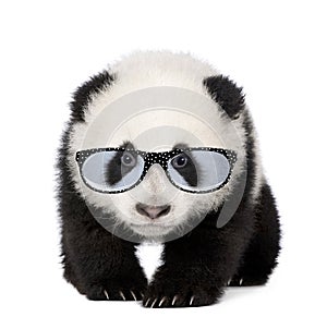 Young Giant Panda wearing glasses