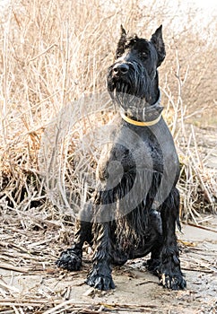 Young Giant Schnauzer in the park in early spring. German thoroughbred dog