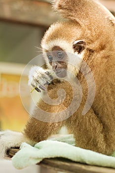 Young Gibbon on the branch