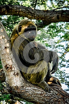 Young gigantic male Chimpanzee sleeping and relaxing on a tree in habitat forest jungle. Chimpanzee in close up view with