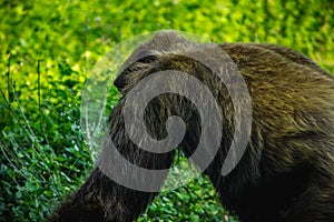 Young gigantic male Chimpanzee standing Captive Chimpanzees in Outdoor Habitat forest jungle and looking at the camera. Chimpanzee