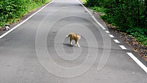 Young ginger cat crosses the road