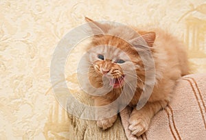 Young ginger cat yawns on the bed near the wall