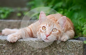 Young ginger colored cat, European Shorthair, resting on a step