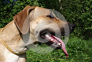 Young ginger crossbreed dog in profile. photo