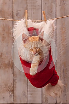 Young ginger kitten resting in a santa hat hanging on a rope