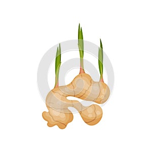 Young ginger root with green stems. Edible plant. Organic and healthy food. Natural product. Flat vector design