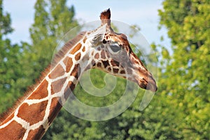 Young giraf at zoo during summer