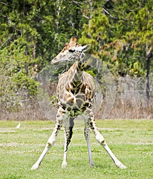 Young Girafe