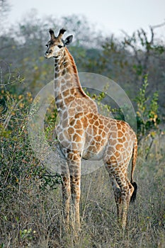 Young giraffe