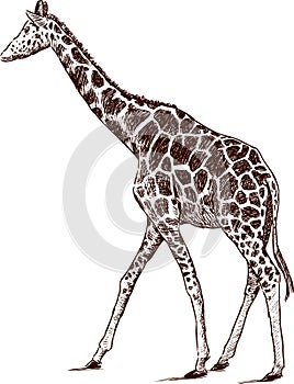 Young giraffe