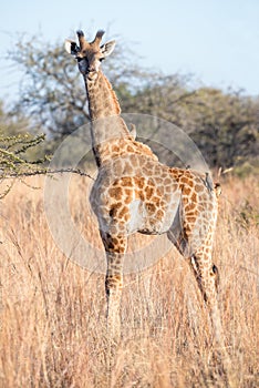 Young giraffe and 4 oxpeckers