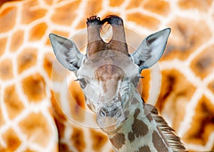 Young giraffe