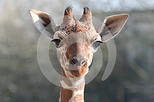 Young giraffe