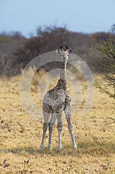Young Giraffe in the African savannah