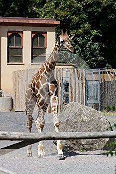 Young Giraffe at Bioparco