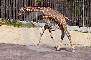 Young Giraffe at Bioparco photo