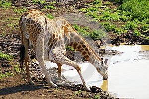 Young giraffe drinking water