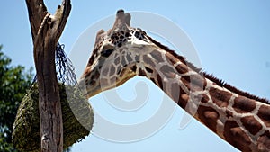 Young Giraffe eating from a hanging bag