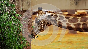 Young giraffe eating leaves