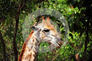 Young giraffe eating leaves