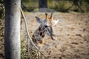 A young Giraffe eating leaves in a field