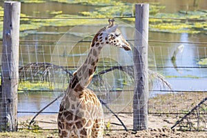 A young Giraffe eating leaves in a field in the sunshine