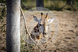 A young Giraffe eating leaves in the sunshine