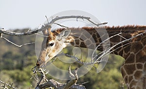 Young giraffe eating twigs