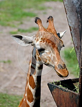 Young giraffe feeding