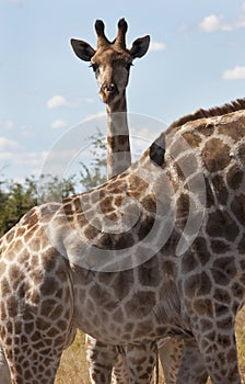 Young Giraffe - Giraffa camelopardalis - Botswana