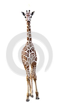 Young giraffe isolated