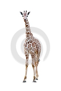 Young giraffe isolated