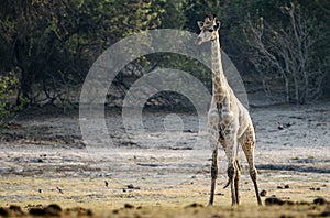 Young giraffe isolated on land with trees background