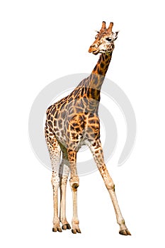 Young giraffe