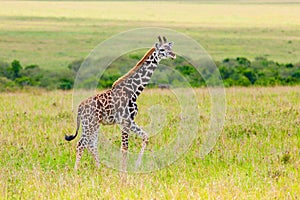 Young Giraffe looking sideways